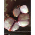 Chinese New Crop Shallot Vegetable with High Exporting Quality